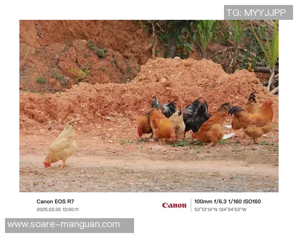 曾在镜头前啃生鸡，埃弗拉：是挺厌恶的，我懊悔拍了那段视频